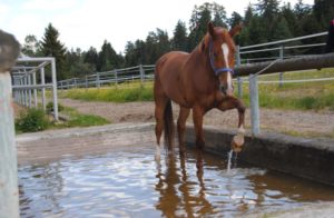 Pferd im Wasserbecken, sommer